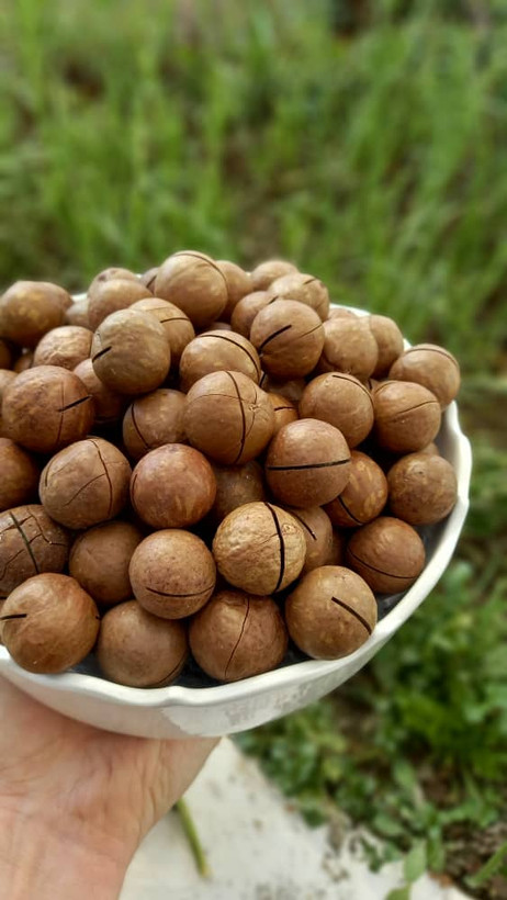 ماکادمیا (فندق استرالیایی) کلیددار